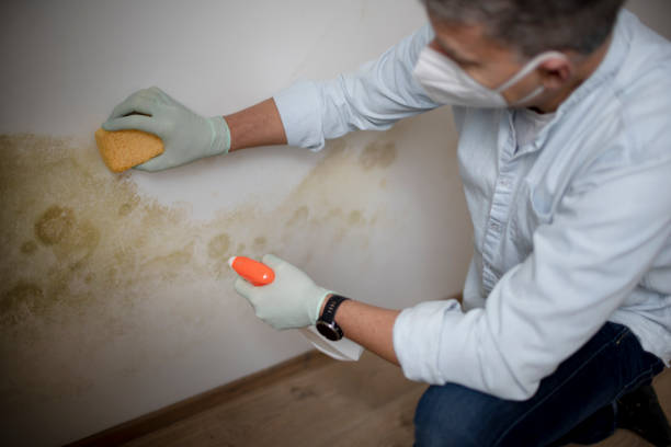 Best Emergency Mold Remediation in San Carlos Park, FL