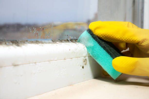 Best Basement Mold Remediation in San Carlos Park, FL