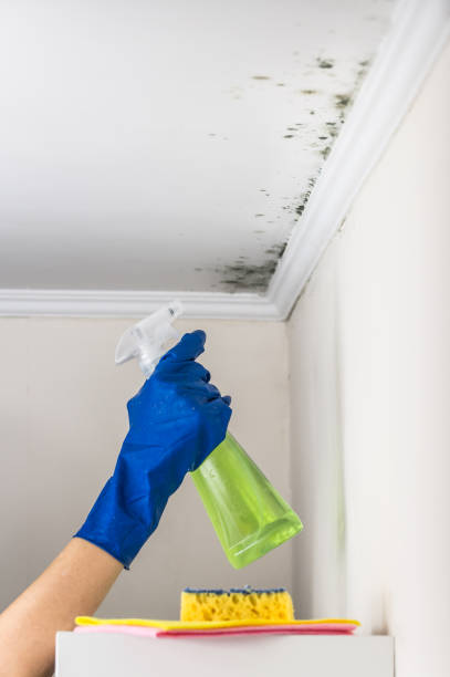 Best Residential Mold Remediation in San Carlos Park, FL